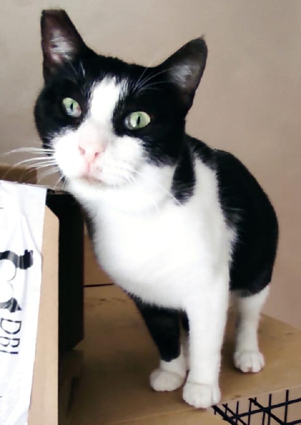 Zorro & Francesco, adozione di coppia Foto 3